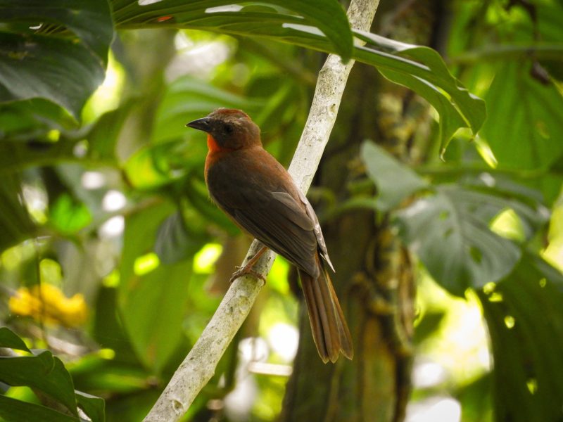 Avistamiento de Aves en Cartagena