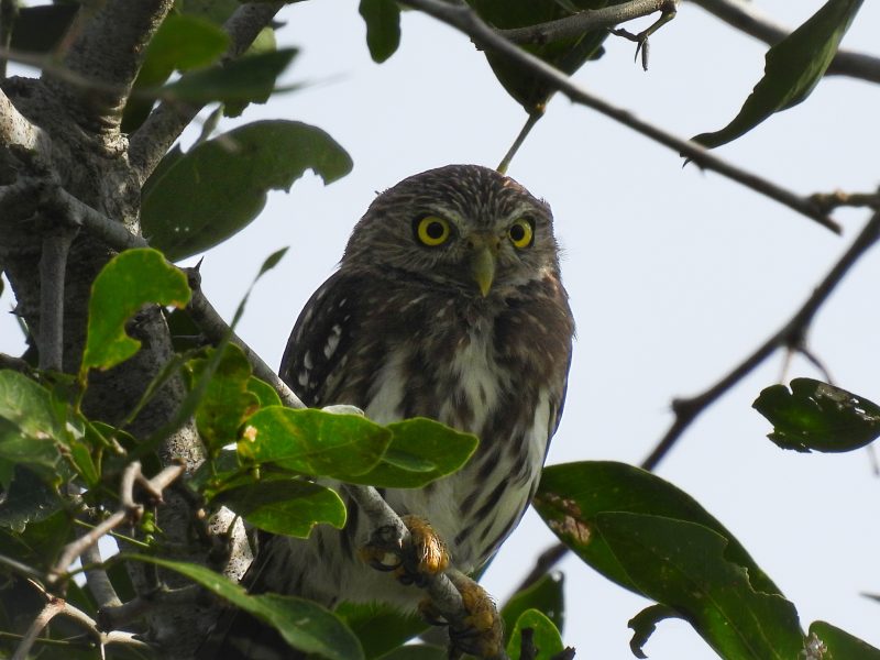 Avistamiento de Aves en Cartagena