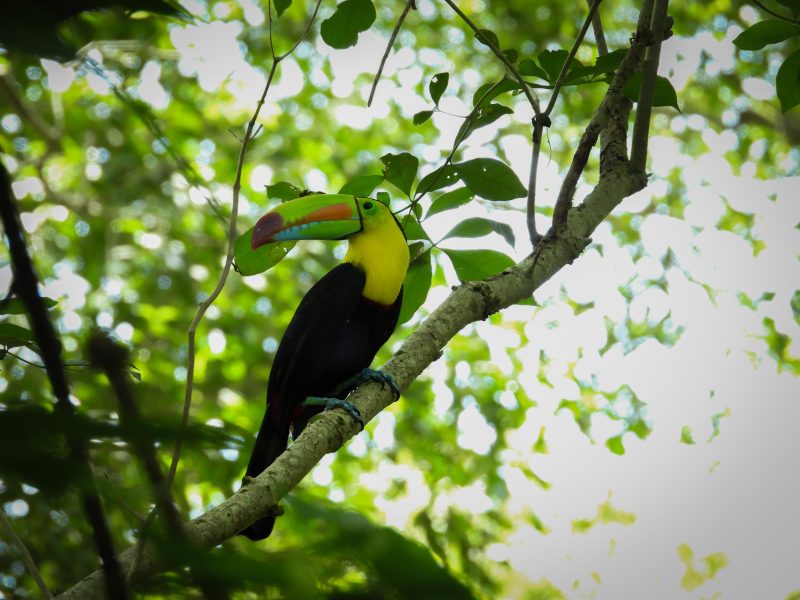 Avistamiento de Aves en Cartagena