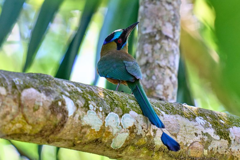 Avistamiento de Aves en Cartagena