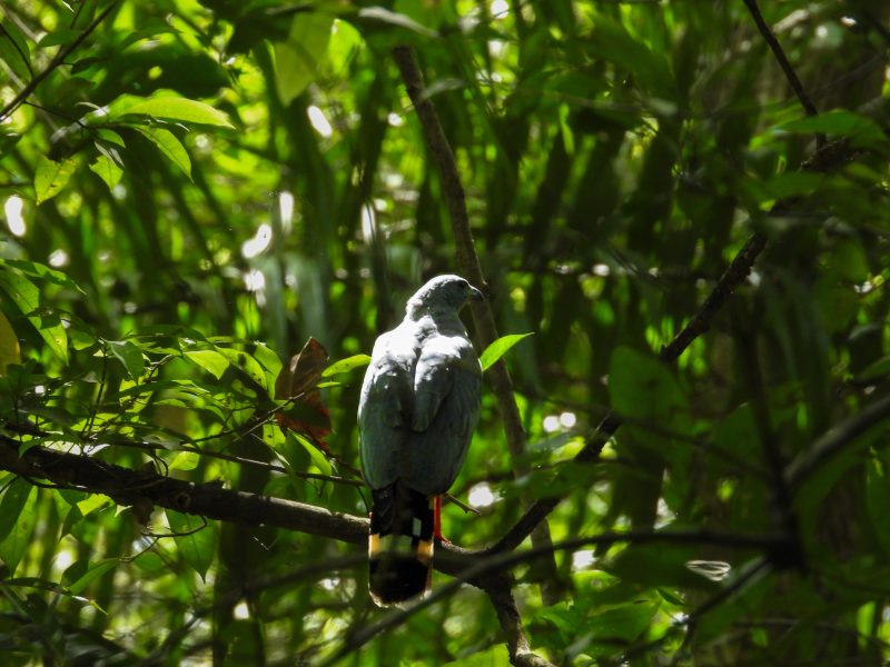 Avistamiento de Aves en Cartagena