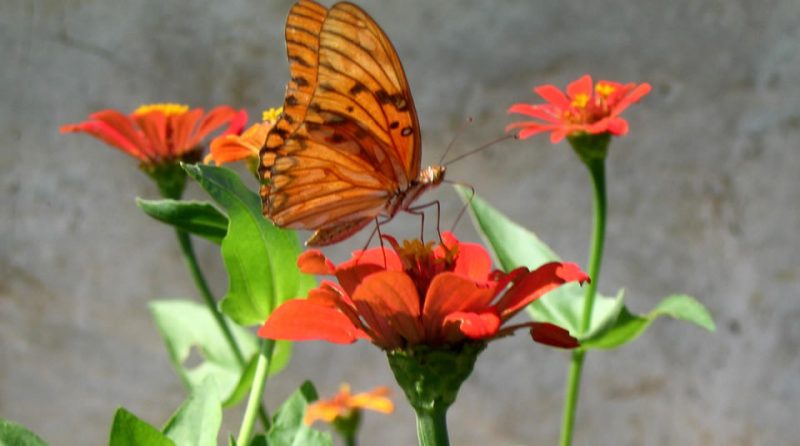 Santuario de Flora y Fauna Los Colorados