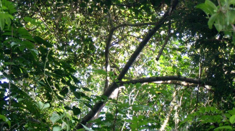 Santuario de Flora y Fauna Los Colorados