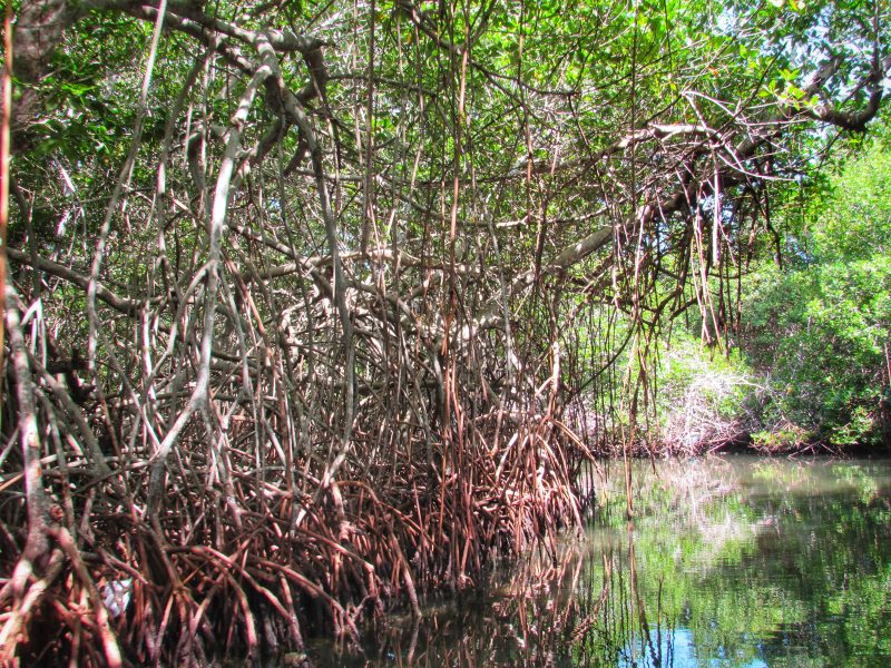 Tour Privado: Barú e Islas del Rosario