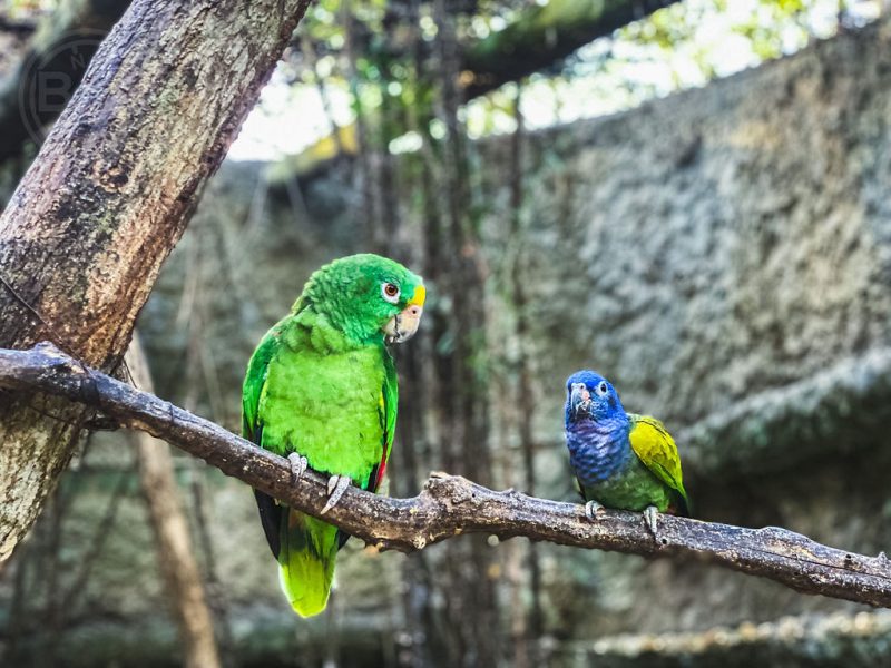 Mambo Beach + Aviario